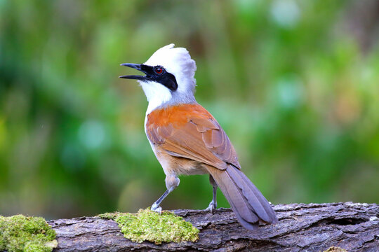 Beautiful White-crested laughing thrush live in tropical forest.