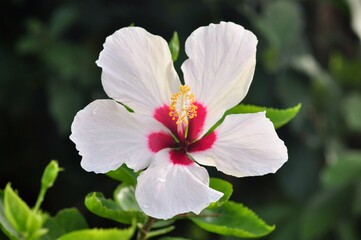 Hibiscus at Gardens By The Bay, Singapore