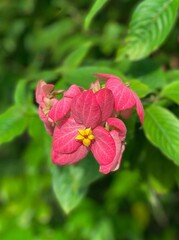 Dona flower with pink leaves