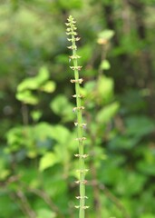 Marsh Horsetail - Equisetum palustre at Gardens By The Bay