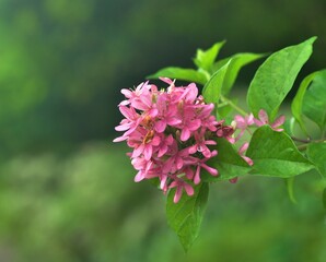 Ruspolia flower at Gardens By The Bay