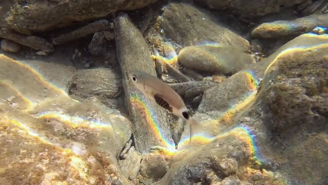 Underwater video of saddled seabream swimming with a parasite attached to his body. Crete. Greece