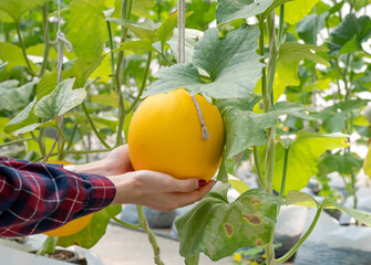 Female hands holding Japanese yellow melon in greenhouse organic melon farm.