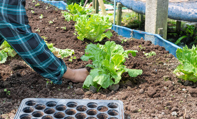 Close-up Farmer female hand planting sprout with the Green lettuce in fertile soil.