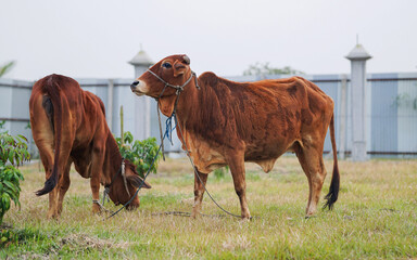 Two Sahiwal Cow Walking and Eating Grass on the Green Meadow, Indigenous Sahiwal Cows, Sahiwal Cattle Eating Grass on the Farm.