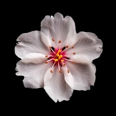 Elegant Macro Cherry Tree Flower Isolated on Black | Generative AI Design