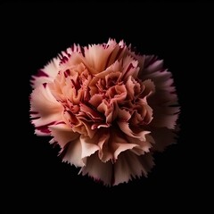 Elegant Carnation Flower Isolated on Black | Generative AI Design