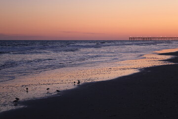 Fototapeta na wymiar Sanderling birds at sunset