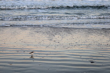 A single sanderling bird feeding in the surf