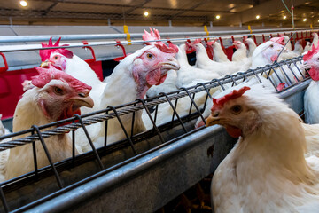 Breeding roosters and hens for meat feed inside the breeding area of a poultry farm, in Brazil....