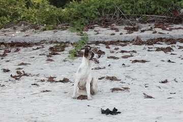 Stray dogs don't belong to someone on the sandy beach