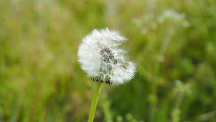 タンポポの綿毛