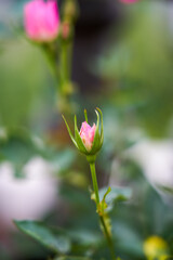 A pink rosebud about to bloom