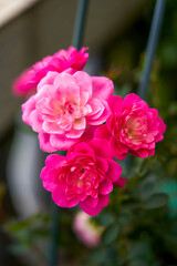 Beautiful blooming pink rose flower planted in the garden