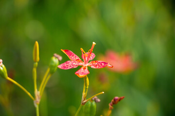 red flower in the garden