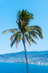 palmera con vista panorámica de acapulco, méxico, desde capilla de la paz
