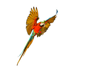 Colorful macaw parrot flying isolated on transparent background. © Passakorn