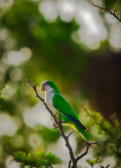 Green bird