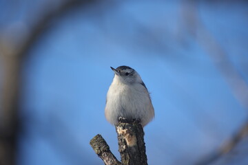 Black-capped chickadee