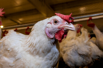 Breeding roosters and hens for meat feed inside the breeding area of a poultry farm, in Brazil. Brazilian poultry production is one of the most respected poultry industries in the world.