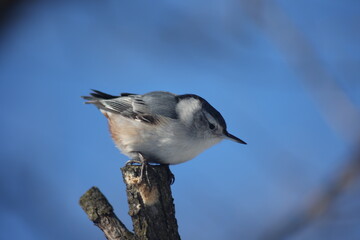 Black-capped chickadee