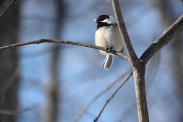 Black-capped chickadee