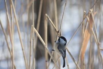 Black-capped chickadee