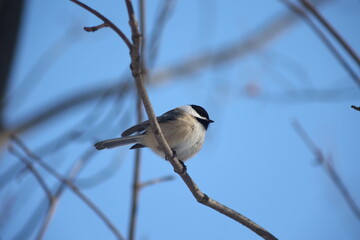 Black-capped chickadee