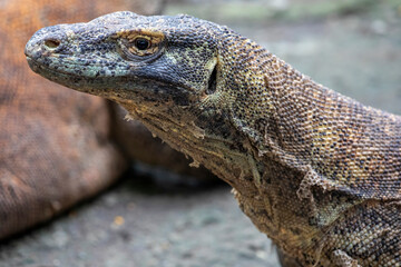 The closeup image of Komodo dragon. 
it is also known as the Komodo monitor, a species of lizard found in the Indonesian islands of Komodo, Rinca, Flores, and Gili Motang.