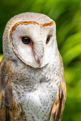 The barn owl (Tyto alba) is the most widely distributed species of owl and one of the most widespread of all birds.
 is found almost everywhere in the world except polar and desert regions