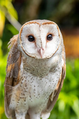 The barn owl (Tyto alba) is the most widely distributed species of owl and one of the most widespread of all birds.
 is found almost everywhere in the world except polar and desert regions