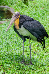 a Lesser adjutant (Leptoptilos javanicus). 
it is a large wading bird in the stork family Ciconiidae. Like other members of its genus, it has a bare neck and head. 