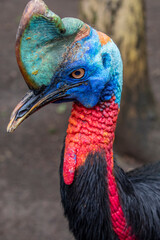 The northern cassowary (Casuarius unappendiculatus) is a large, stocky flightless bird of northern New Guinea. It is a member of the superorder Paleognathae.