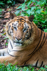 The Bengal tiger (Panthera tigris tigris) was estimated at comprising fewer than 2,500 wild individuals by 2011. 
The coat is yellow to light orange, with stripes ranging from dark brown to black.