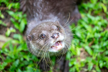 The small clawed otter (Amblonyx cinereus) looks at camera.
A semiaquatic mammal native to inhabits mangrove swamps and freshwater wetlands in South and Southeast Asia, the smallest otter species.