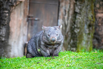 The common wombat (Vombatus ursinus) is a marsupial. It is sturdy and built close to the ground. It...