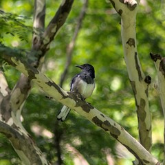 Oriental magpie-robin, perched on a tree branch.