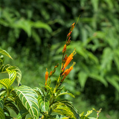 Orange flowers of the sanchezia plant.