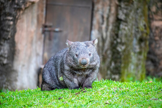 The common wombat (Vombatus ursinus) is a marsupial. It is sturdy and built close to the ground. It is herbivorous, subsisting on grass, snow tussocks, and other plant materials.