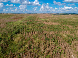 Fototapeta premium Aerial view of a mature soybean plantation, ready for harvest, but with many weeds of different types spread throughout the field, 