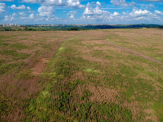 Naklejka na ściany i meble Aerial view of a mature soybean plantation, ready for harvest, in Brazil