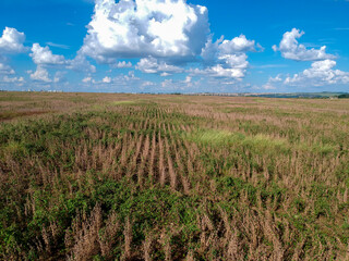 Aerial view of a mature soybean plantation, ready for harvest, but with many weeds of different...