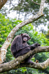 A Chimpanzee is siting on the tree. 
 The chimpanzee  is a species of great ape native to the forests and savannahs of tropical Africa