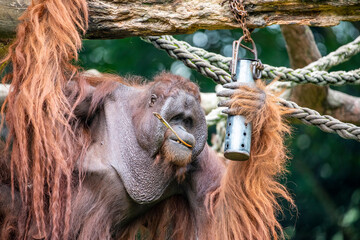 A male Bornean orangutan try to use stick to get food from a container.   This is kind of enrichment activity in zoo. © Danny Ye