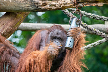 A male Bornean orangutan try to use stick to get food from a container.  
This is kind of...