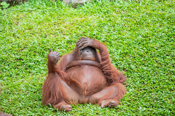 A fatty female Bornean orangutan stays alone.  Critically endangered species, with deforestation, palm oil plantations, and hunting posing a serious threat to its continued existence. © Danny Ye