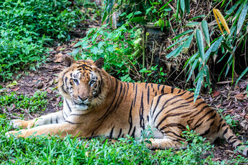 The Bengal tiger (Panthera tigris tigris) was estimated at comprising fewer than 2,500 wild individuals by 2011. 
The coat is yellow to light orange, with stripes ranging from dark brown to black.