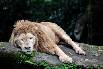 The white lion is a rare color mutation of the lion, specifically the Southern African lion. 
White lions are not albinos. Their white color is caused by a recessive trait, 