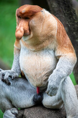 The proboscis monkey stands on the rock and show red color penis.  
It is a reddish-brown arboreal...