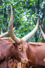 The Ankole-Watusi is a modern American breed of domestic cattle. It derives from the Ankole group of Sanga cattle breeds of central Africa. It is characterized by very large horns.